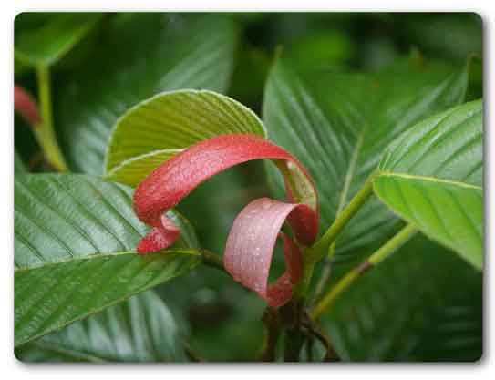  Arunachal Pradesh State tree, Hollong, Dipterocarpus Macrocarpus